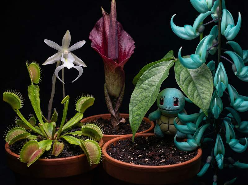 四虎植物视频-四虎植物视频：全球稀有植物视频大赏